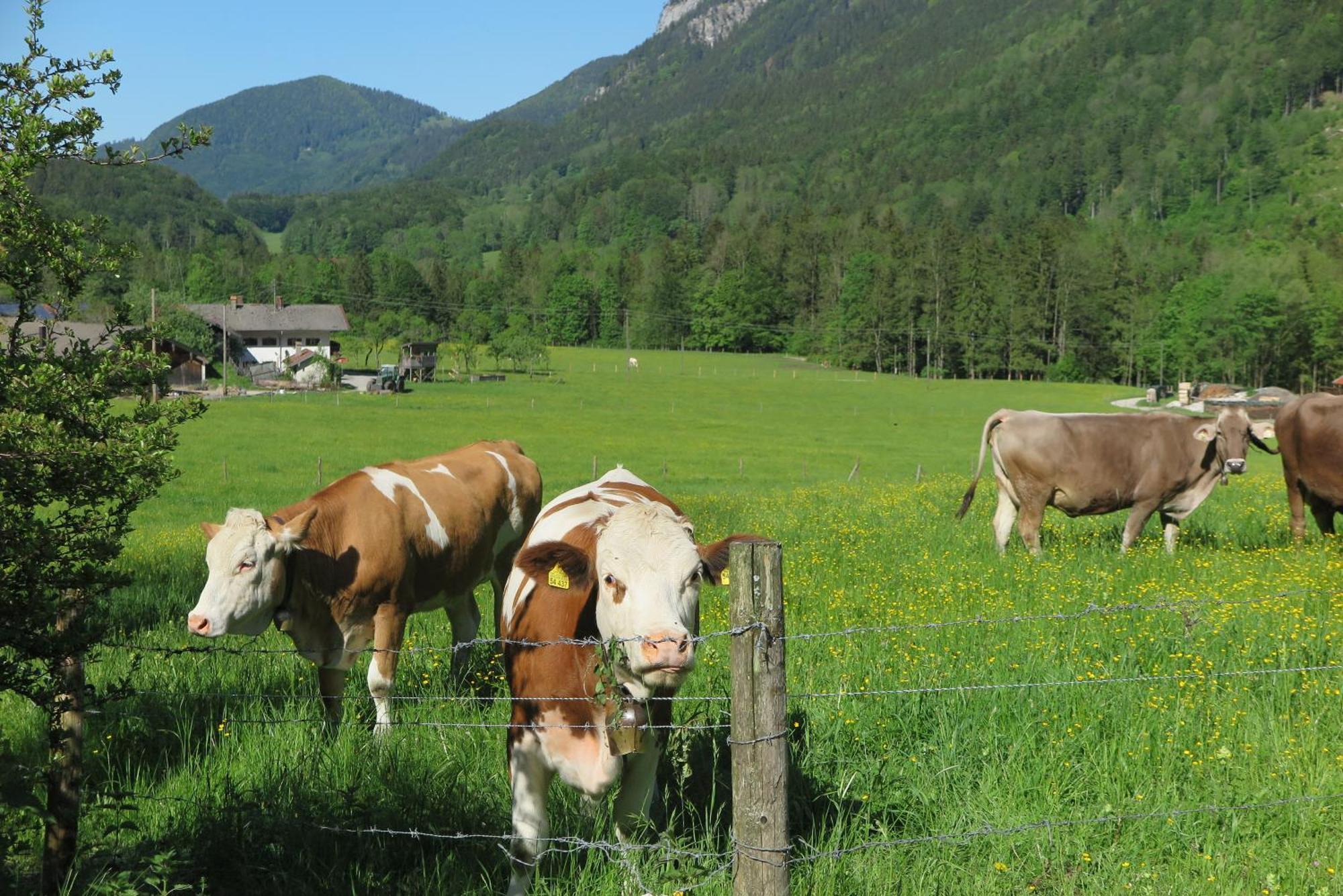 Ferienwohnungen Haus Waldwinkel Aschau im Chiemgau Exteriör bild